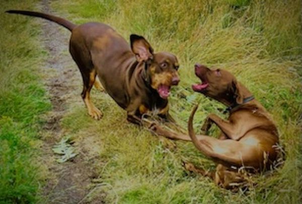Pet Photography Competition Entry 80