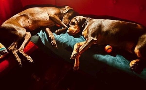 Pet Photography Competition Entry 81