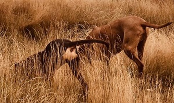Pet Photography Competition Entry 82